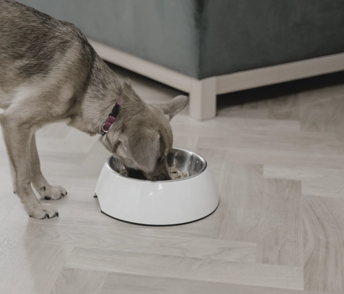 Un perro comiendo pienso de su cuenco en casa