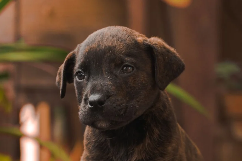 Un cachorro atigrado sentado, mirando a cámara