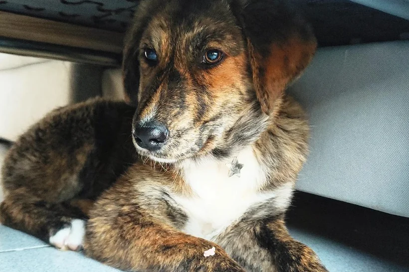 Un cachorro tumbado en casa, debajo de un mueble